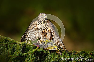 Feeding scene with bird and catch. Goshawk on the tree. Hawk from Czech Reublic. Wildlife scene from nature. Bird behaviour. Bird Stock Photo