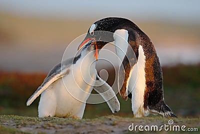 Feeding scene. Young gentoo penguin beging food beside adult gentoo penguin, Falkland. Penguins in the grass. Young gentoo with pa Stock Photo