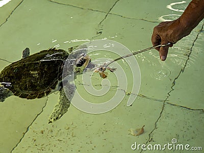 Feeding sea turtle from peanu in Kurakura Rescue Center, Nusa Penida, Indonesia Stock Photo