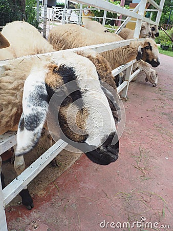 Feeding,Sheep chewing grass in farm Stock Photo