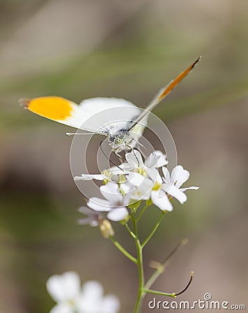 Feeding Stock Photo