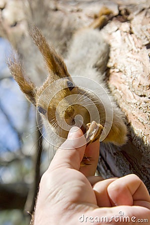 Feeding squirrel Stock Photo