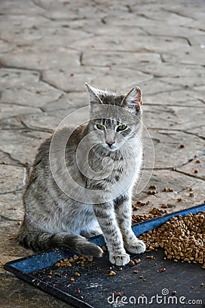 Feeding station for the stray cats Stock Photo