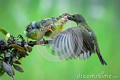 feeding sunbird colibri on tree Stock Photo