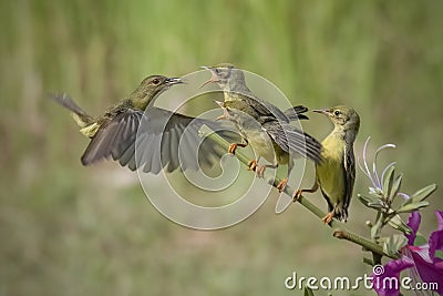 feeding sunbird colibri on tree Stock Photo