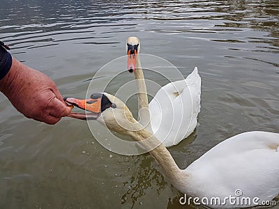 Feeding swan beak hand open mouth Stock Photo