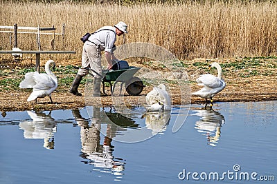 Feeding The Swans At Abbotsbury Editorial Stock Photo