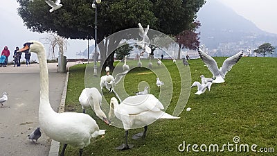 People feeding swans with bread Editorial Stock Photo