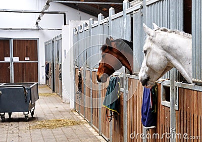 Feeding time for brown and white horse Stock Photo