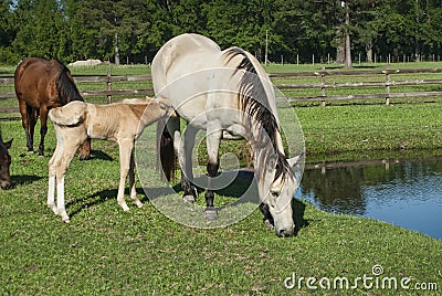 Feeding Time for Mare & Foal Stock Photo