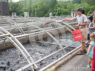 Feeding time for trout at fish farm Editorial Stock Photo