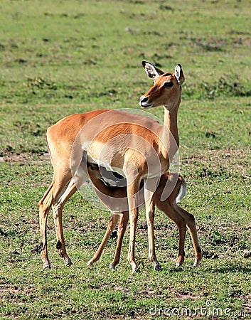 Young Impala feeding Stock Photo