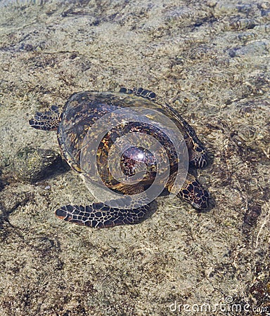 Feeding Turtle Stock Photo