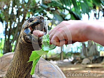 Feeding a turtle in vanilla nature park on mauritius island Stock Photo