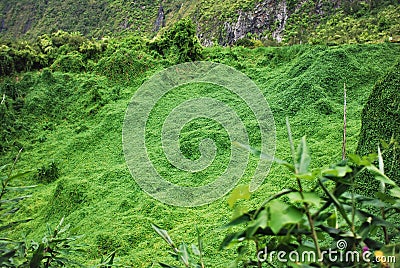 welcome to the jungle in cirque de salazie, la reunion island Stock Photo