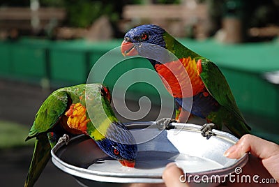 Feeding two rainbow lorikeets Stock Photo