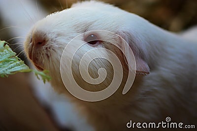 Feeding white guinea Stock Photo