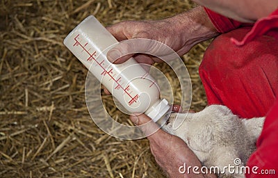 Feeding young mammal Stock Photo