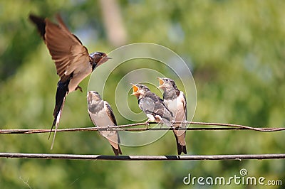 Feeding young swallow Stock Photo