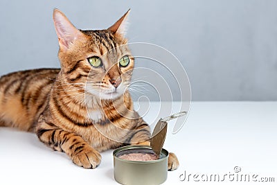 Feeding your Bengal cat with wet canned food Stock Photo
