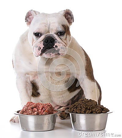 Feeding your pet Stock Photo