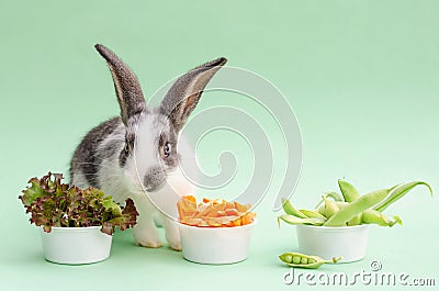 Feeding your pet. small baby rabbit, bunny eating fresh juicy cabbage, lettuce, carrots, green beans, peas Stock Photo