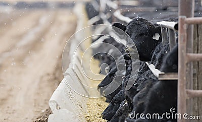 Feedlot Cattle in the Snow, Muck & Mud Stock Photo