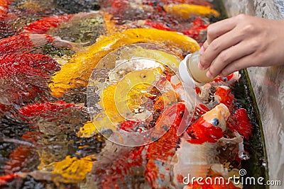 Feeing colorful fancy carps in the pond Stock Photo