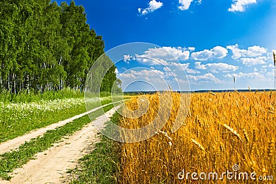 Feeld of yellow wheat near road and forest Stock Photo