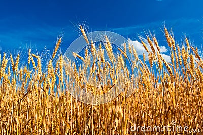 Feeld on yellow wheat onder blue sky Stock Photo