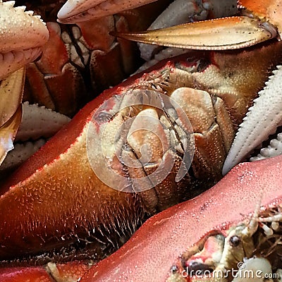 Feeling a Bit Crabby Stock Photo