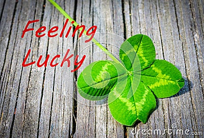 Feeling lucky announcement with real natural four leaf clover. Stock Photo