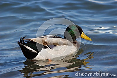 Feemale mallard duck Stock Photo