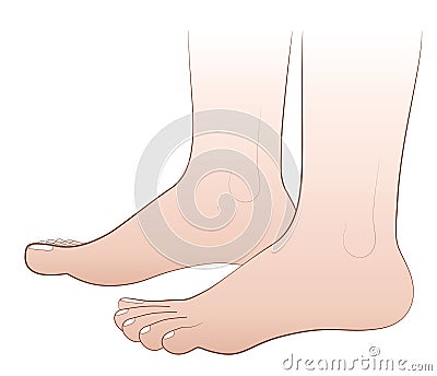 Feet Barefoot Vector Illustration