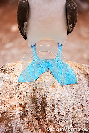 Feet of blue footed booby Stock Photo