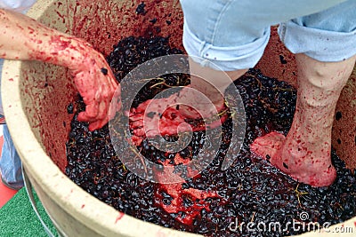 Feet and hands stomping grapes Stock Photo