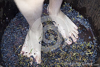 Feet stomping grapes Stock Photo