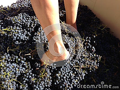 Feet stomping Merlot grapes in Sonoma, California, USA Stock Photo