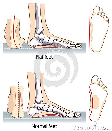 Feet Vector Illustration