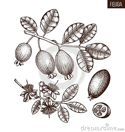 Feijoa hand drawn illustration. Engraved botanical sketch of myrtle plants. Vintage tropical fruit design. Pineapple guava drawing Cartoon Illustration