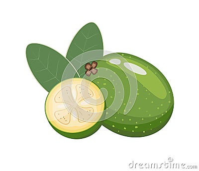 Feijoa whole and slices, flat style vector illustration isolated on white background Vector Illustration