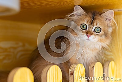 felinae british shorthair cat in her house Stock Photo