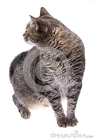 Feline Adult Cat Looking Behind Stock Photo