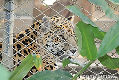 A feline animal behind bars in zoo. Stock Photo