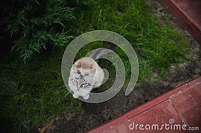 Feline animal pet siamese domestic cat walking outdoor on green grass Stock Photo