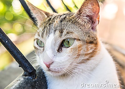 Feline Cat Kitty Cute Kitten Feline Stock Photo