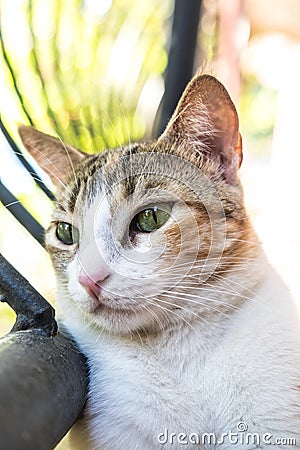 Feline Cat Kitty Cute Kitten Feline Stock Photo