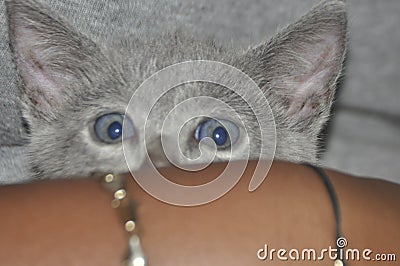 Feline eyes staring over kitten Stock Photo