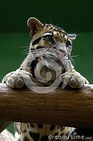 Feline, friendly animals at the Prague Zoo. Stock Photo