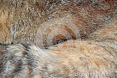 Feline fur. Texture of wool of sleeping animal Stock Photo